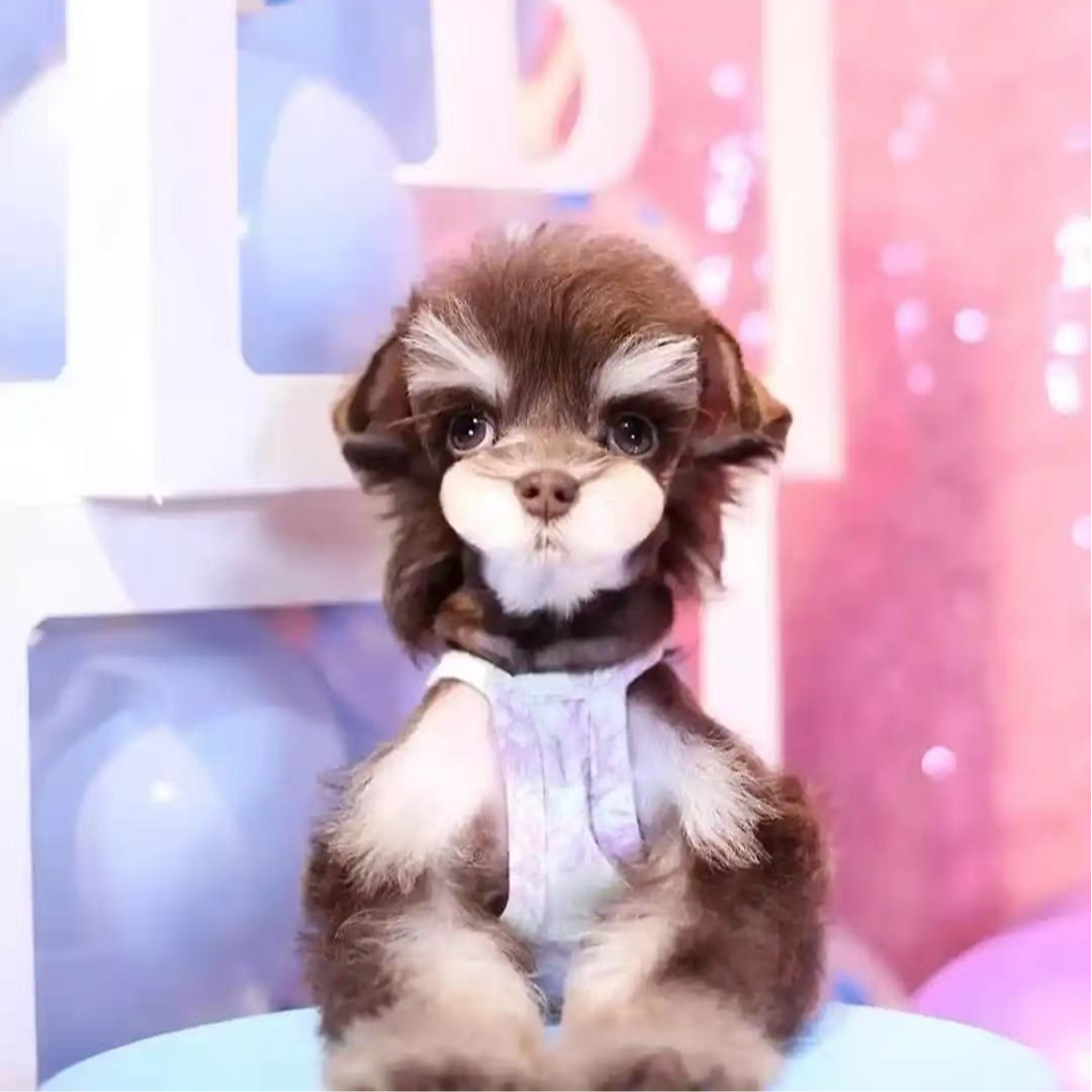 【布丁养的新版萌系雪纳瑞-次日达】幼犬宠物雪纳瑞宠物狗小狗萌宠