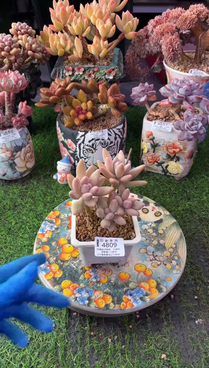 昆明印象多肉4809