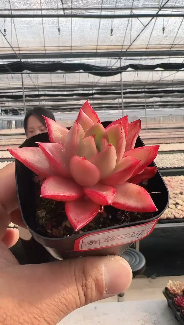 【闪购商品】新款多肉-301