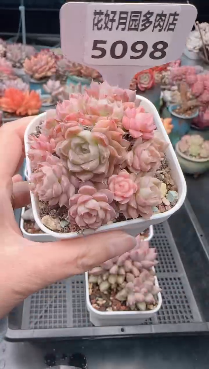 【闪购商品】5098.