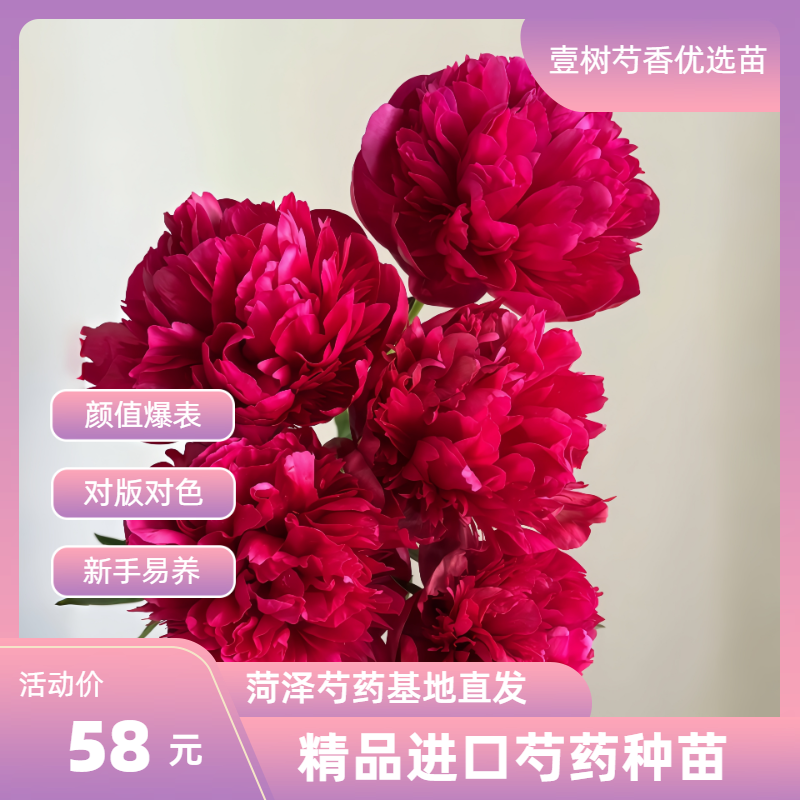 【进口芍药戴安娜公园】种苗源头直发保对版盆栽庭院阳台办公室易活