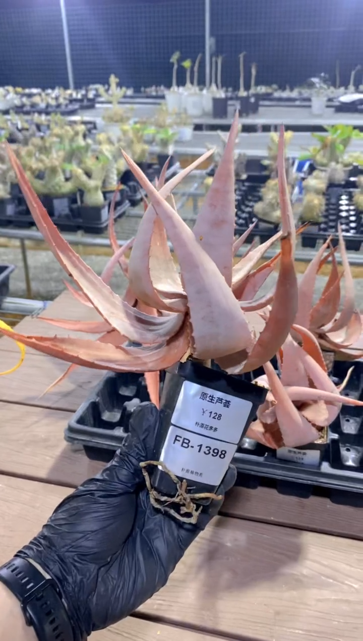 【闪购商品】原生芦荟脱土FB-1398