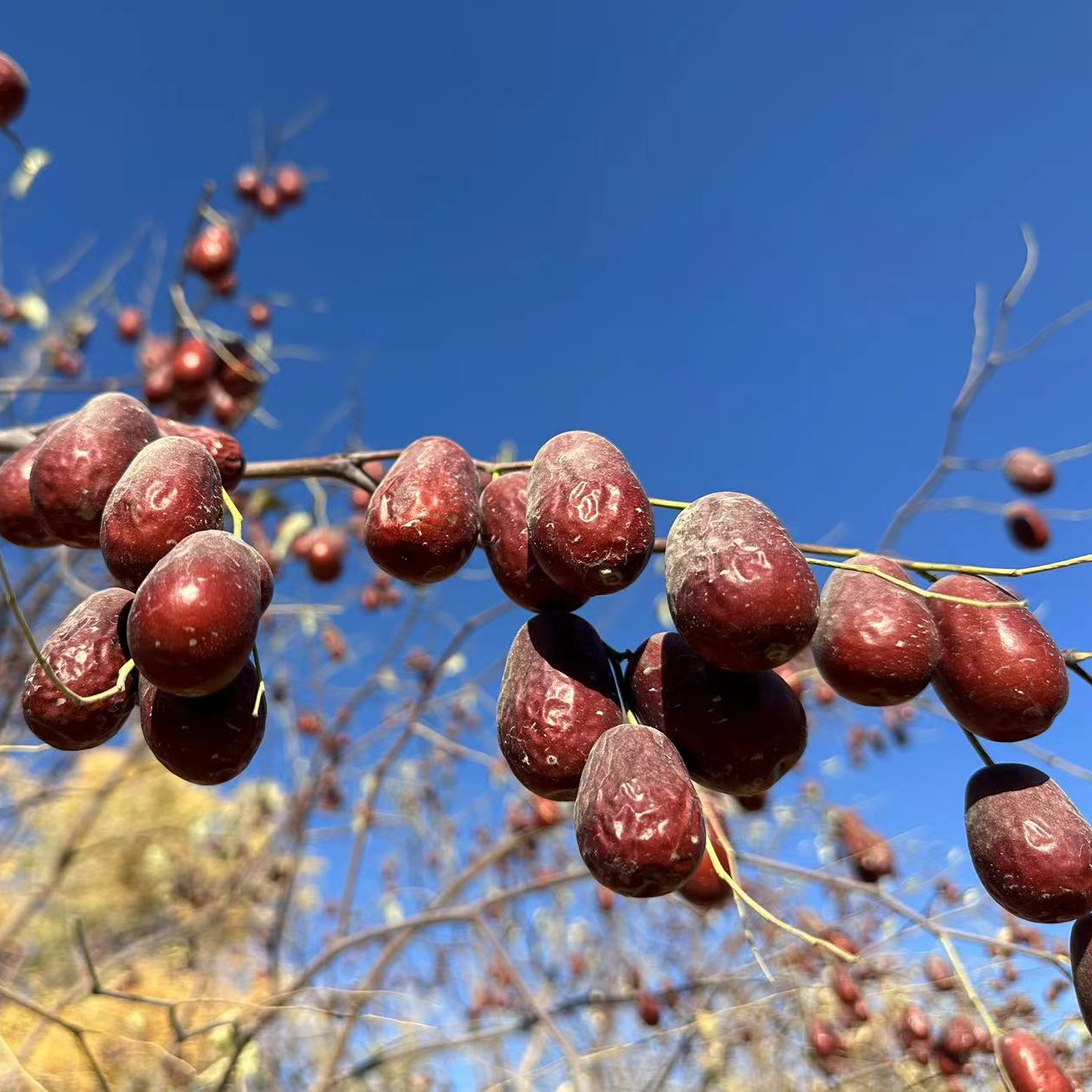 新疆和田大枣大果3.4-4公分左右5斤装产地直发包邮