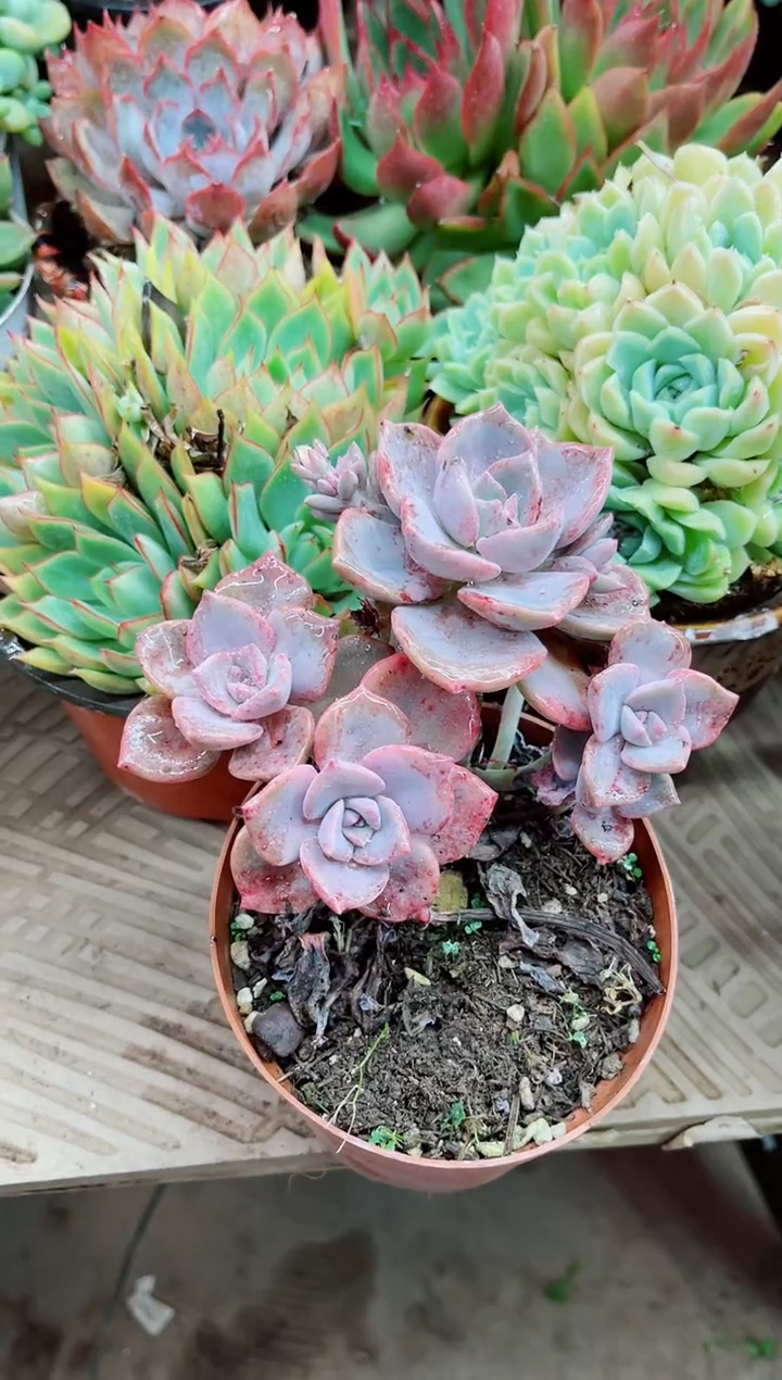 小*好04011多肉植物一物一拍