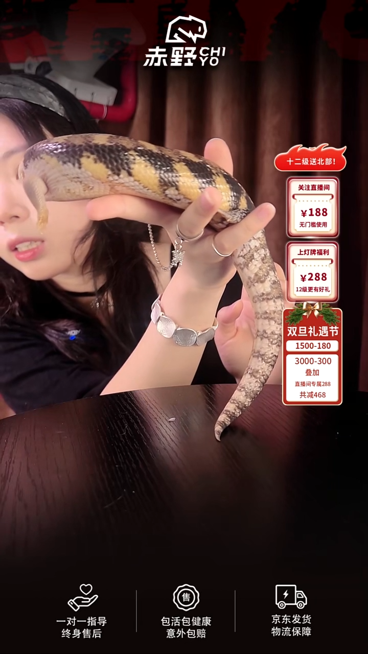 蓝舌石龙子【福利款】昆血66T+公（微塌背）