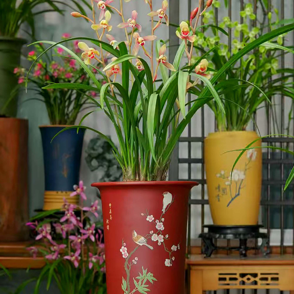 建兰铭品【好色仙人】带高端紫砂花盆幽香兰花室内好养盆栽