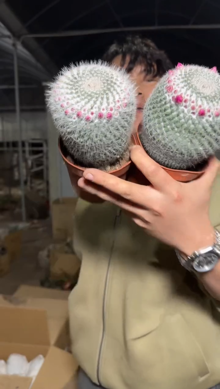 2颗 单头 玉翁【带雪顶】6-8cm