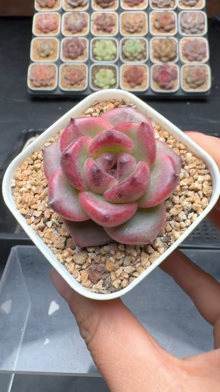 【闪购商品】215号珍妮多肉一物一拍3单包邮