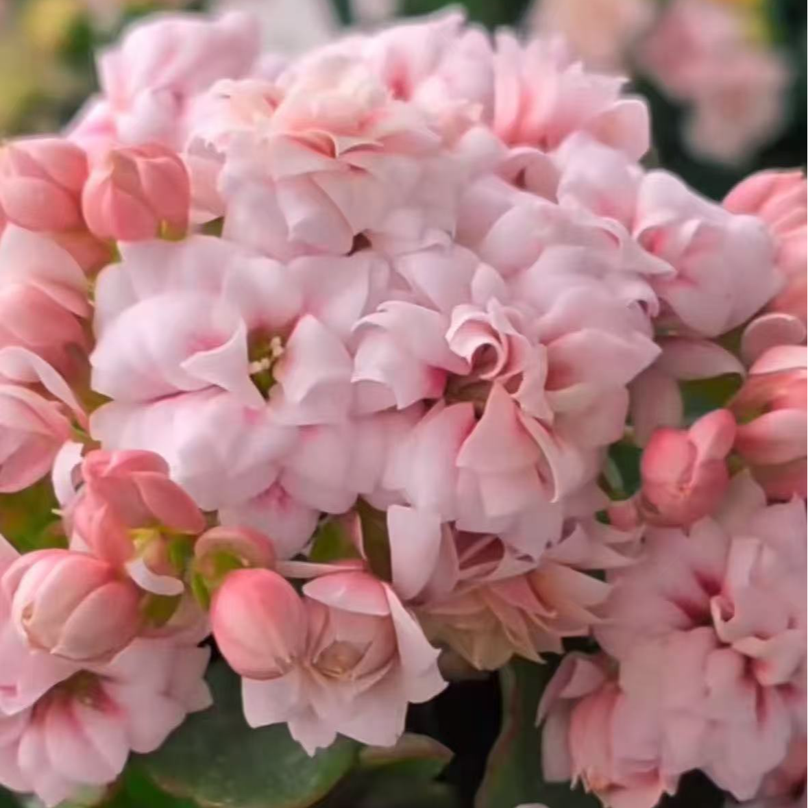 《美玉/红鸾星》110盆重瓣长寿花（全场任意两单起发货）