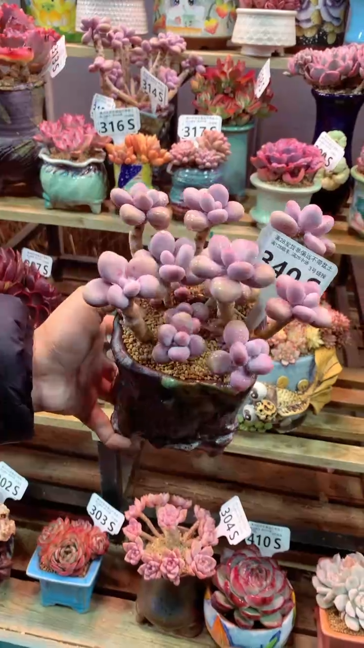 340S（一物一拍，精品多肉，所见即所得 ）