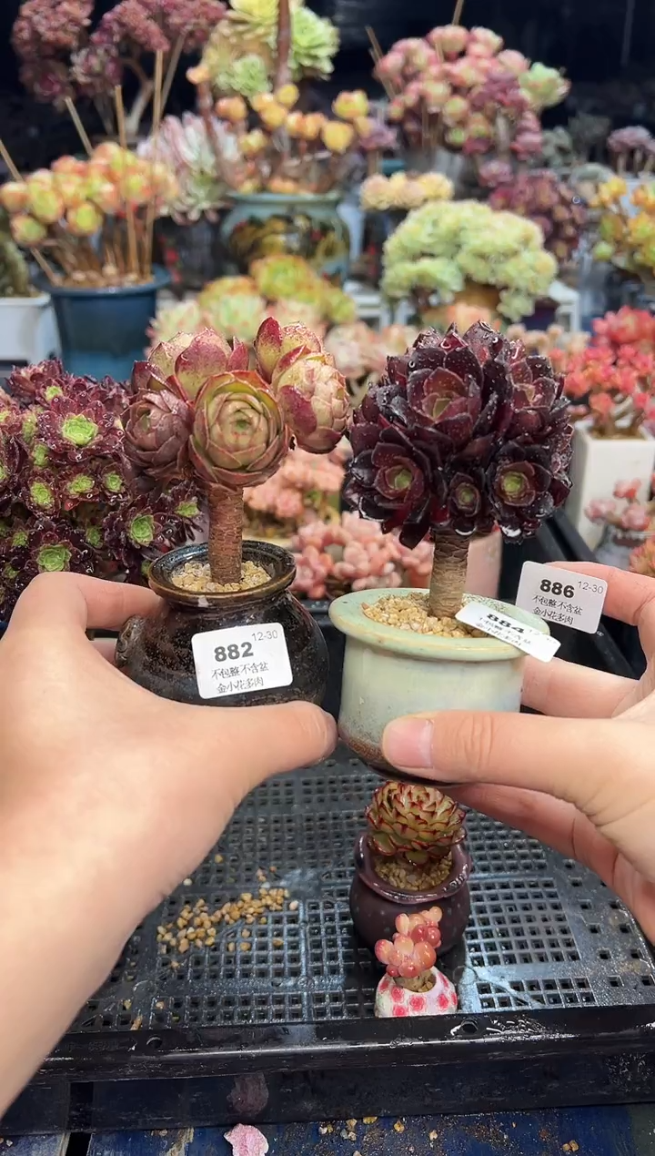 【闪购商品】886两个花盆