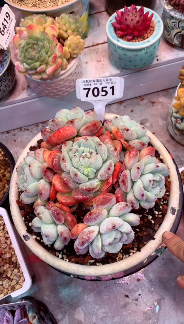 7051（一物一拍，精品多肉，w所见即所得 ）