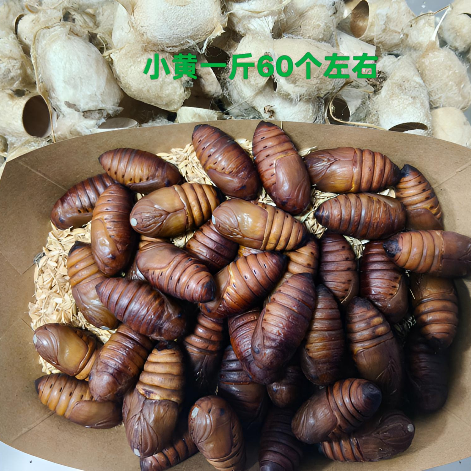 丹东特产小黄蚕蛹