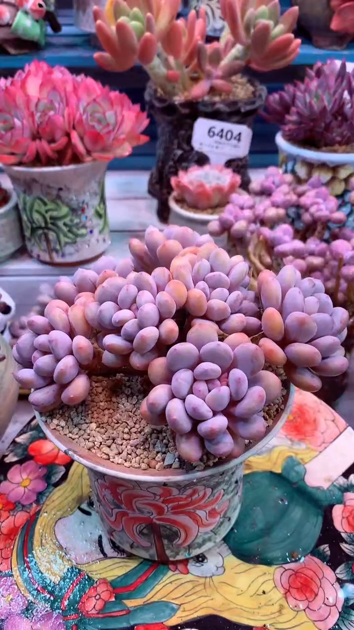 446V（一物一拍，精品多肉，w所见即所得 ）