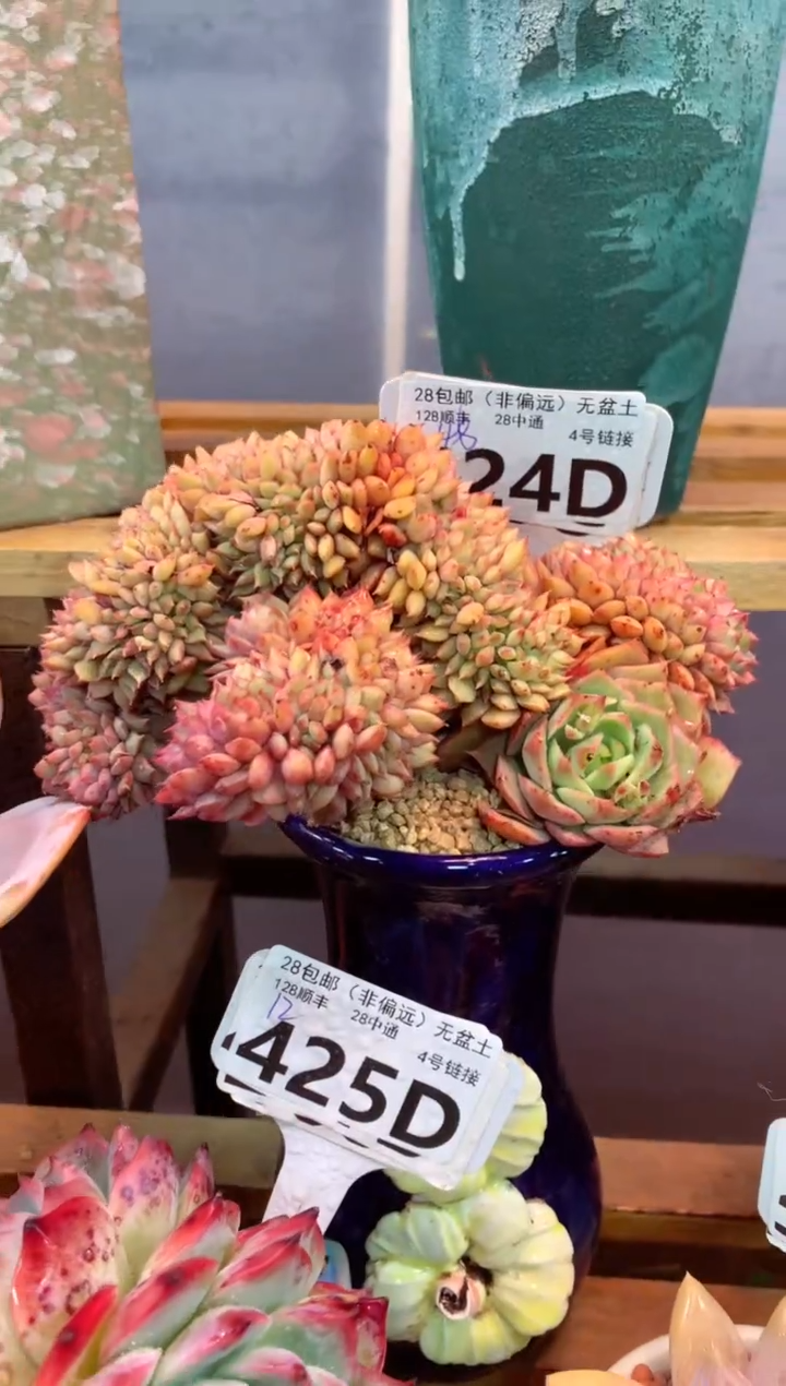 424D（一物一拍，精品多肉，w所见即所得 ）