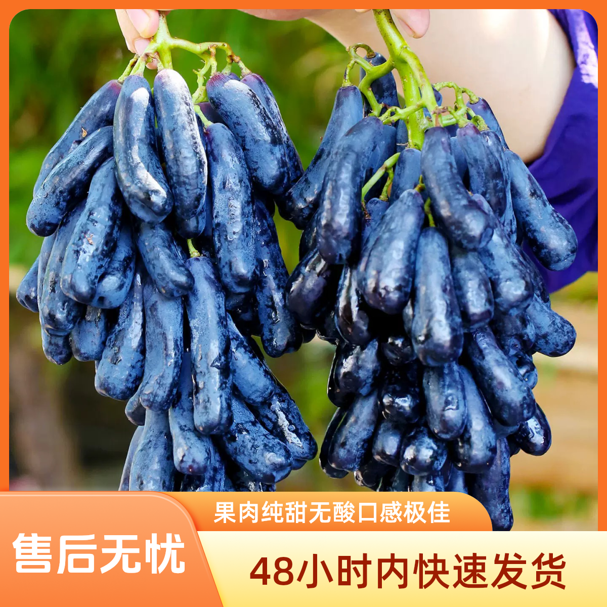 现采现摘四川大凉山蓝宝石金手指葡萄无籽黑提纯甜无酸水果顺丰发