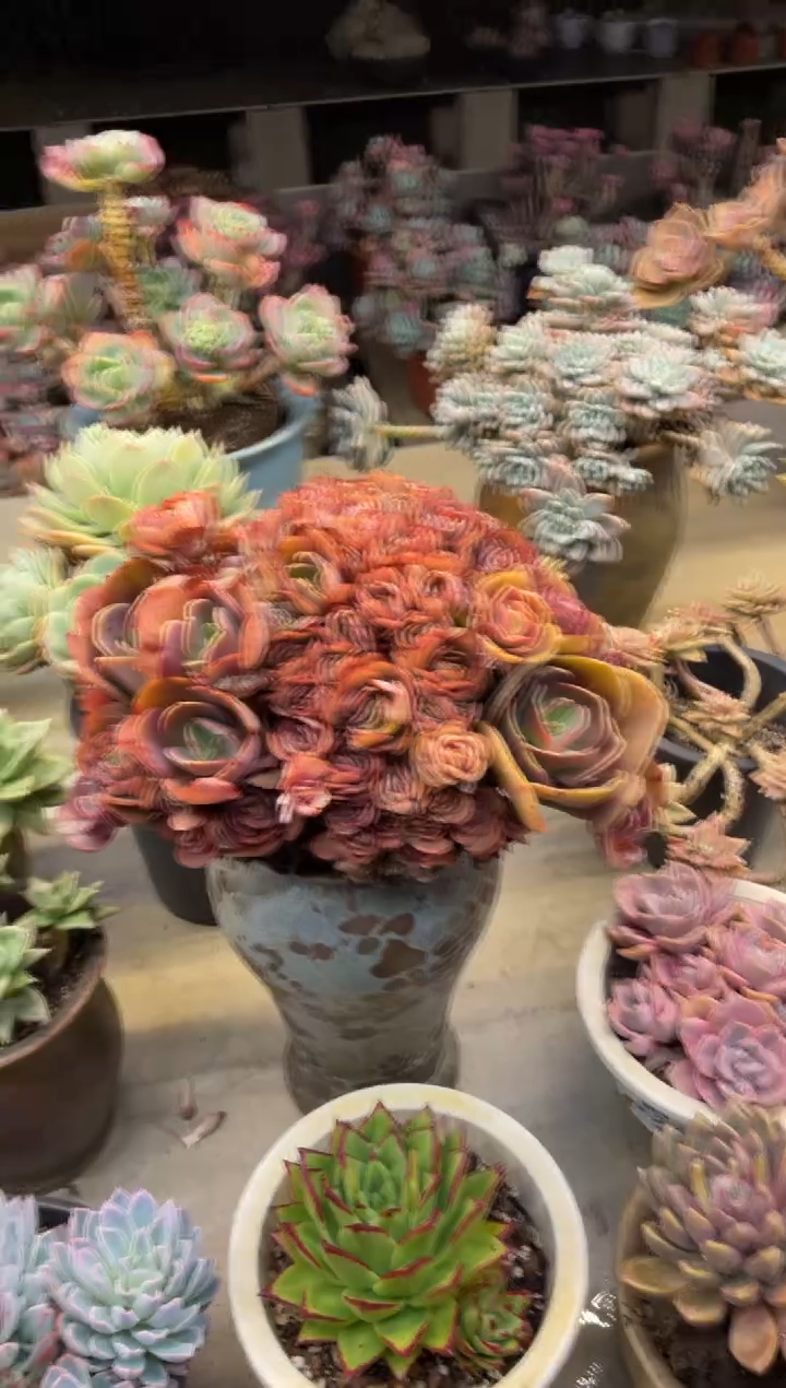 【闪购商品】157秀妍