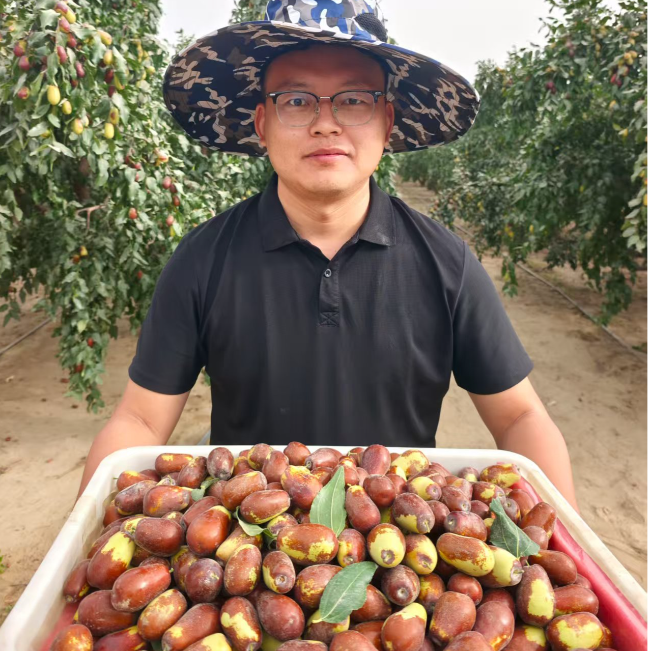 新疆和田大枣头茬鲜枣5斤空运直发包邮(适合蒸煮吃）
