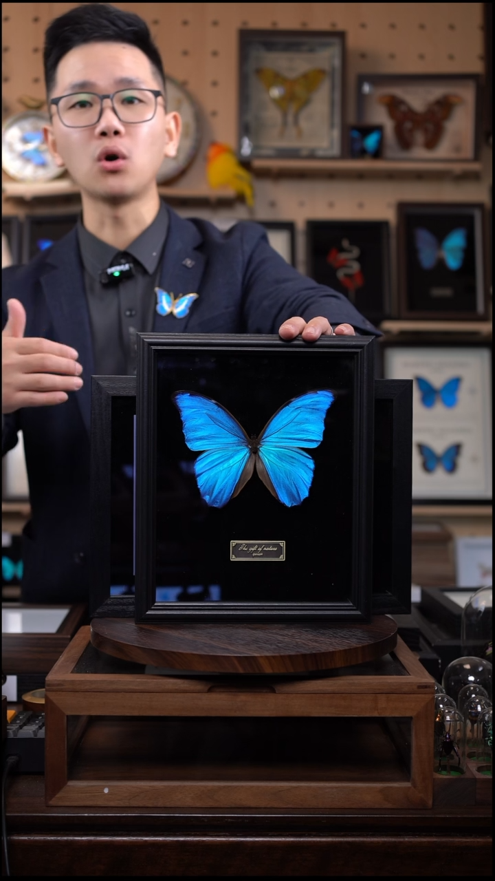 大蓝闪蝶10寸竖黑丝绒底带证书