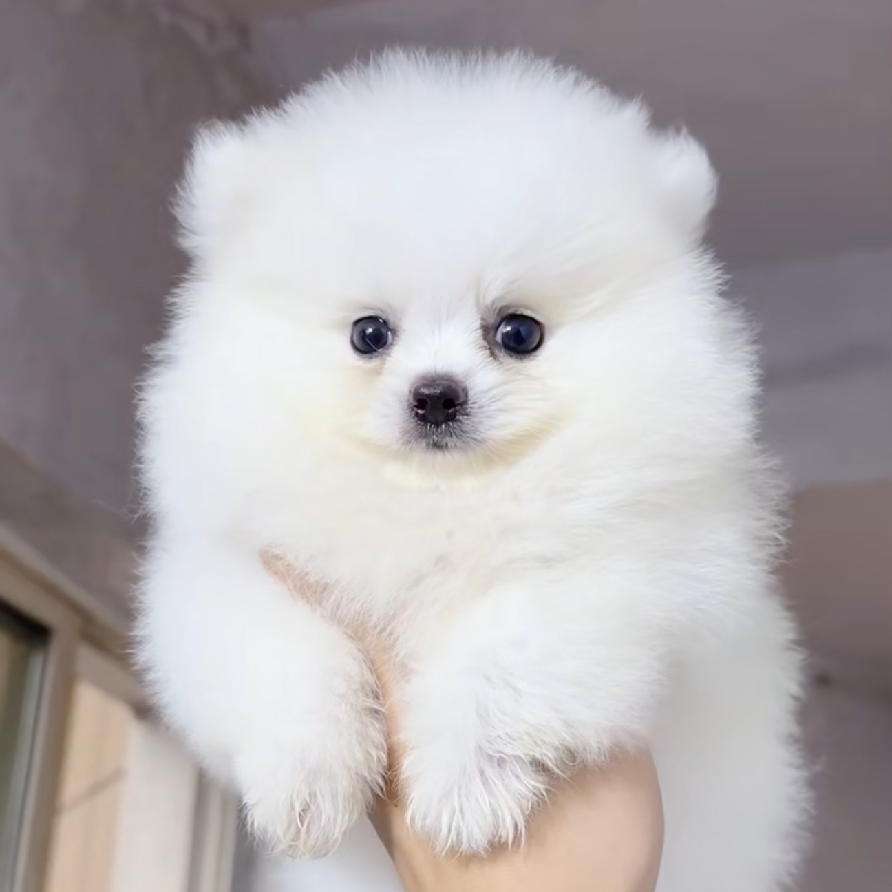 （柯桥家）T狗狗活体