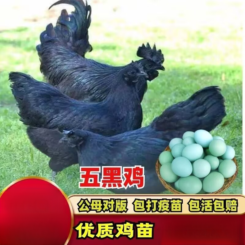 宠物鸡五黑鸡包邮到家