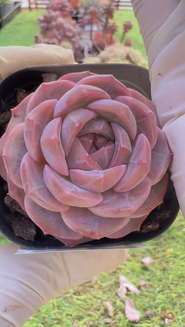 【闪购商品】信福多肉一物一拍