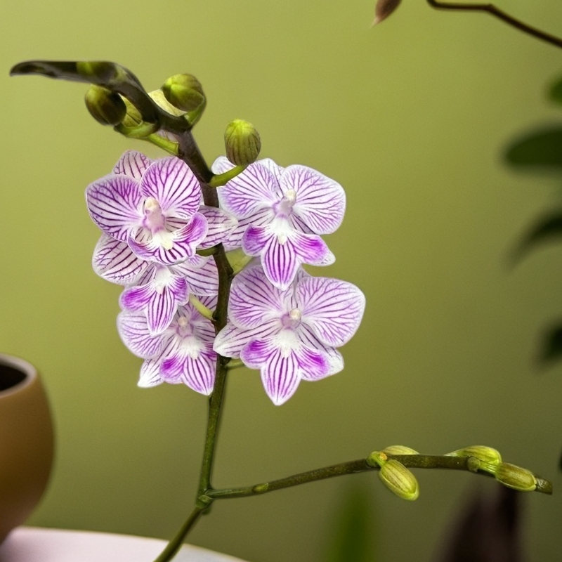 （小可爱）粉色蝴蝶兰好养耐活带花带花苞适合客厅摆设