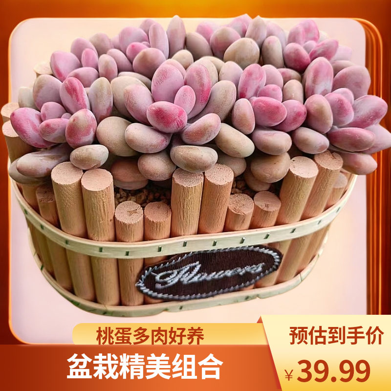 精控桃蛋 带花篮种好发货 组合盆栽 好养多肉 庭院盆栽（熙子多肉）