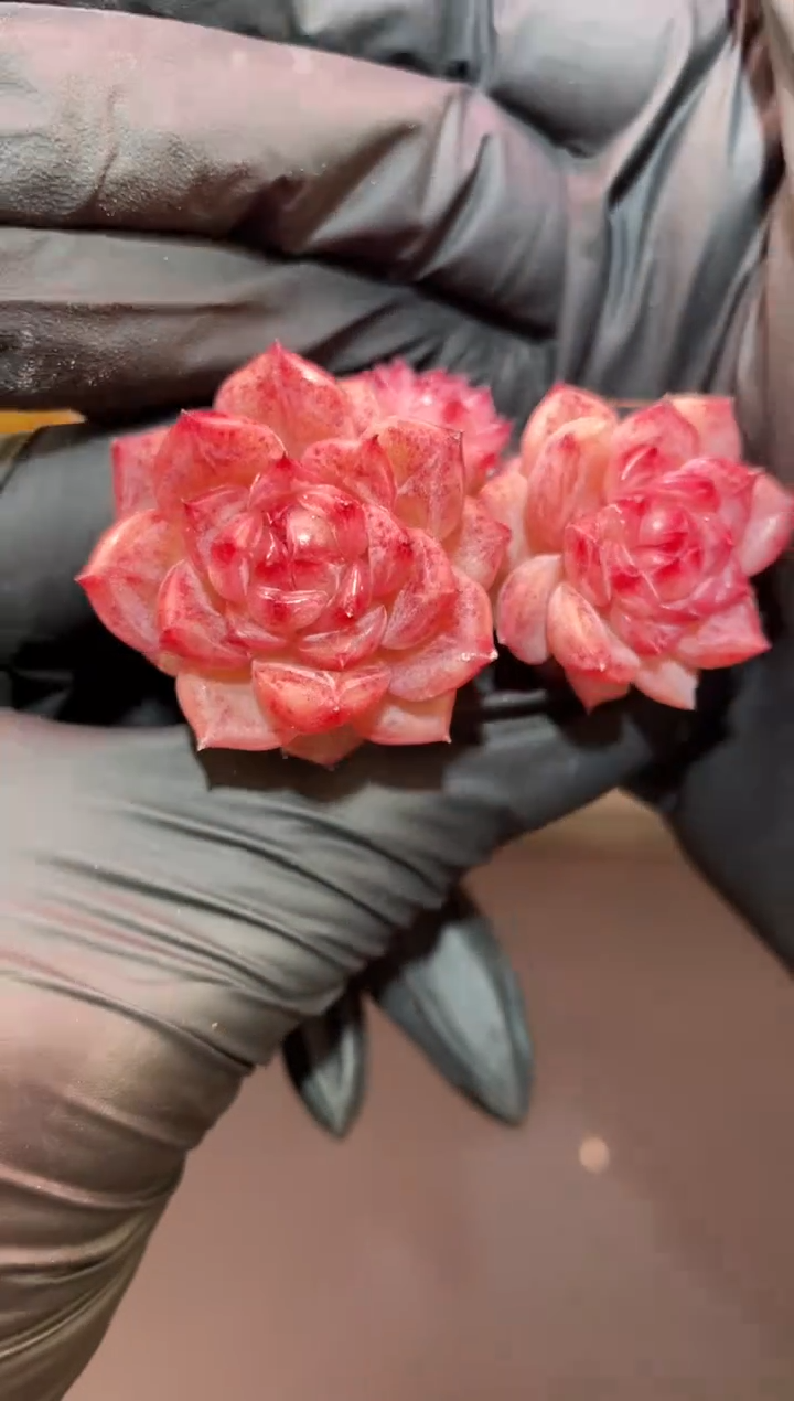 闪购1004 曼珠沙华群多肉一颗  