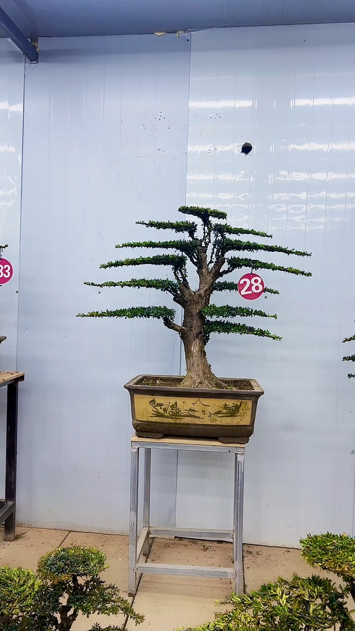 无花朵一物一拍，所见即所得