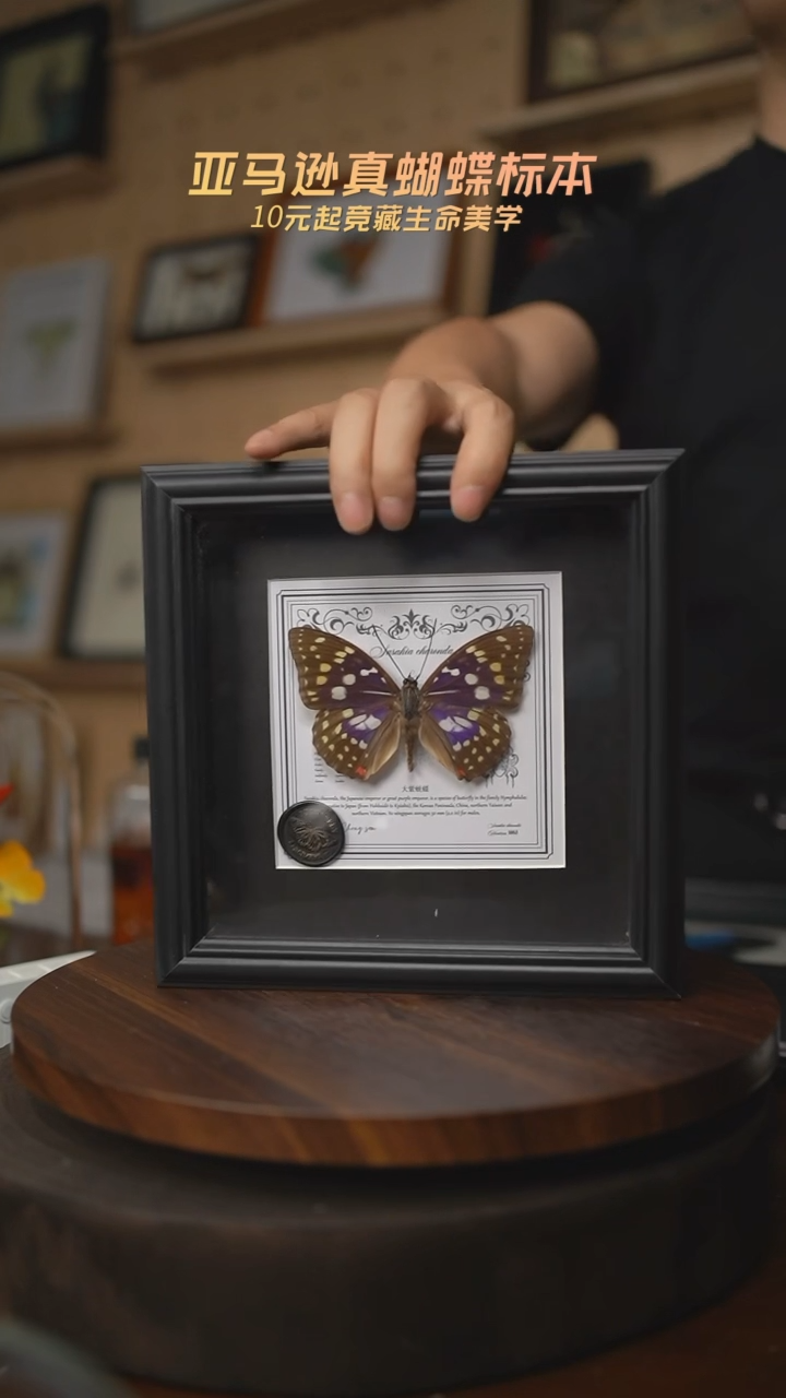 有机玻璃大紫蛱蝶盲盒版7寸欧式方框