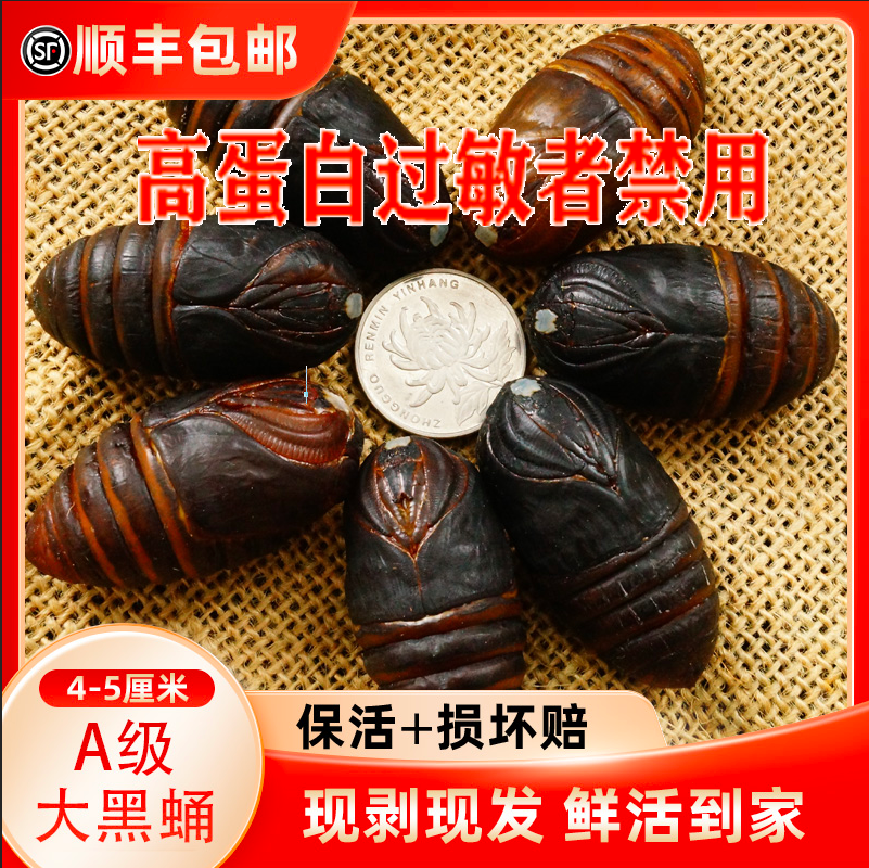 升蚕蛹东北特产丹东大黑蚕蛹鲜活4-5厘米柞蛹顺丰包邮