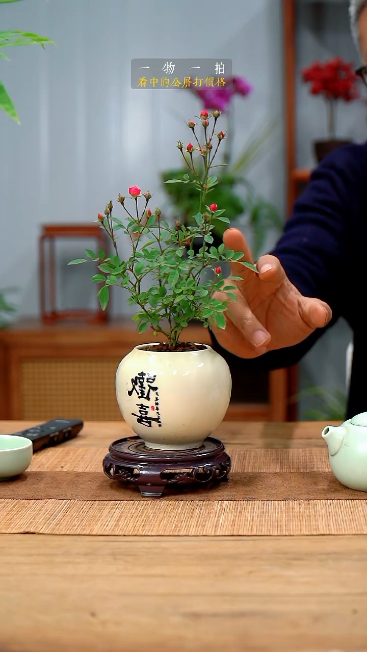 完全开放夏**夏月季373