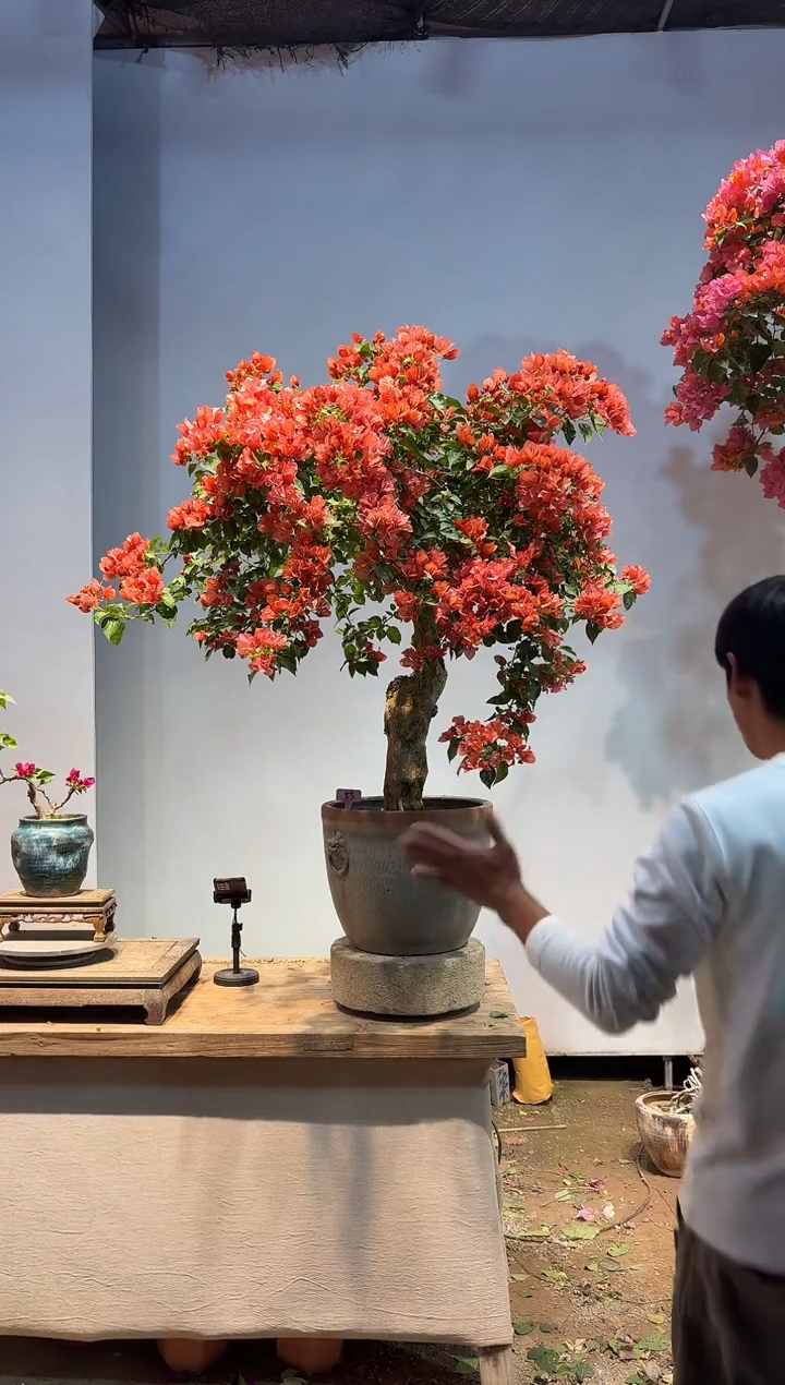 以实际为准三角梅55