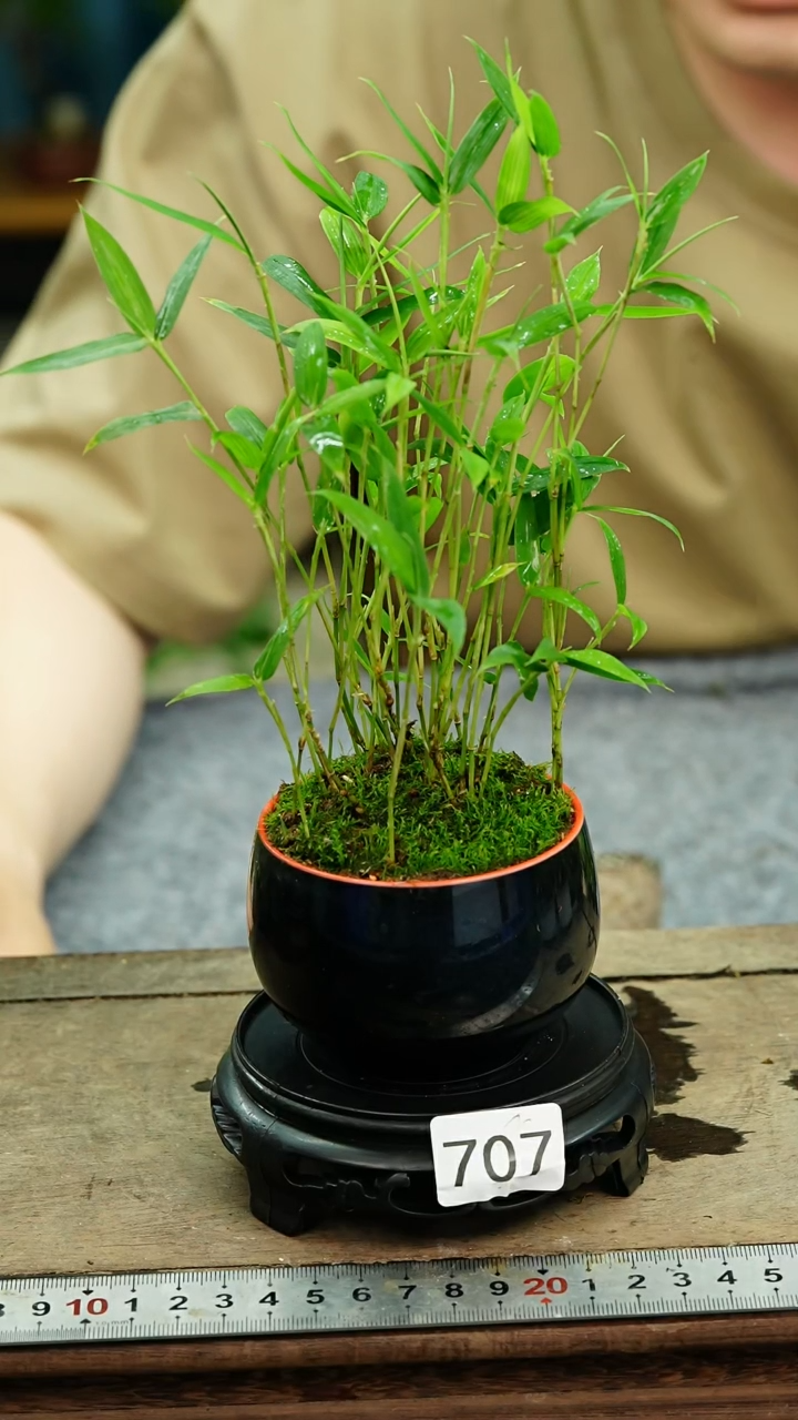 无花朵苔藓微景观707号