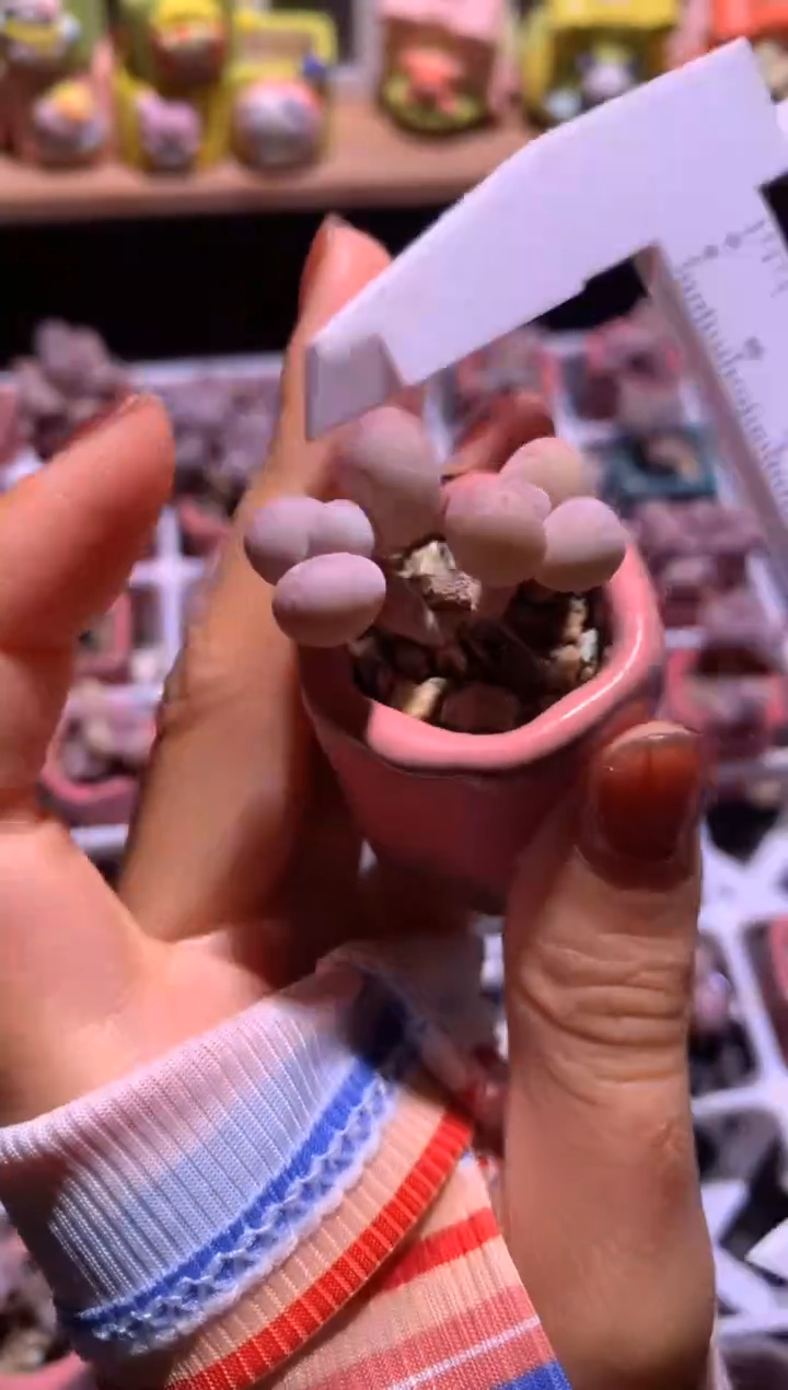 黄金鸡蛋大叶奶，满28包邮，不满发一个叶片到付