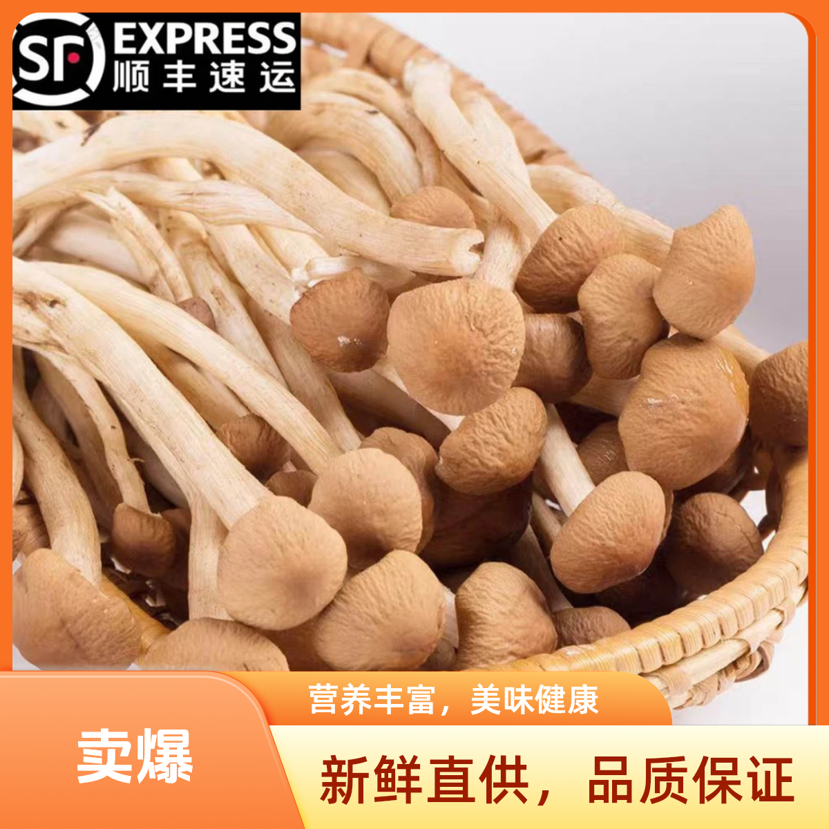 福建新鲜茶树菇600g三盒装鲜嫩多汁口感极佳（顺丰次日达）