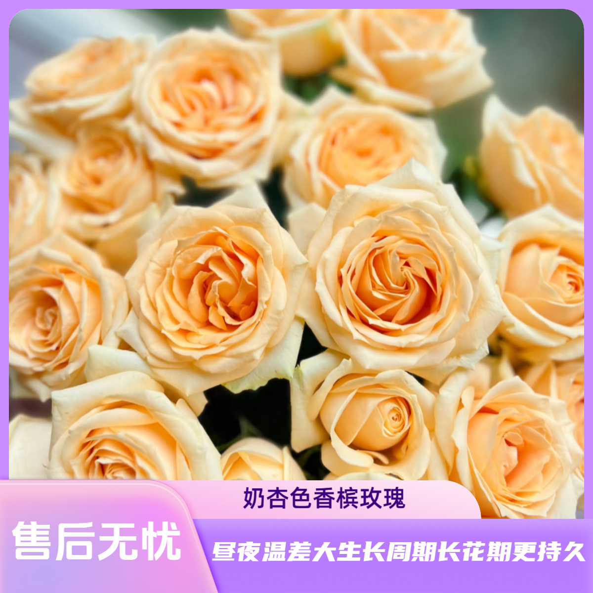 【香槟玫瑰】甜蜜奶杏色北方玫瑰鲜花花期持久两单升级顺丰