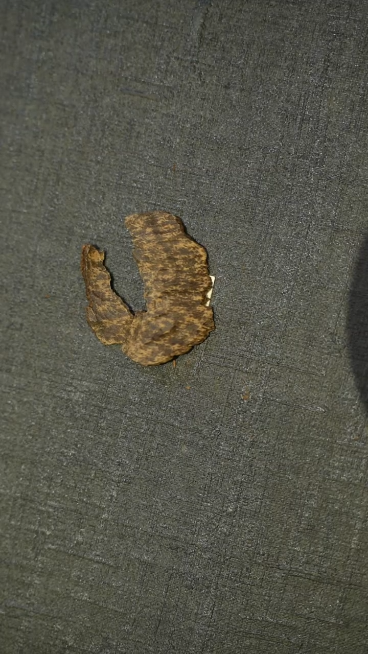 沉香吊坠海南沉水香（两片）1.6g