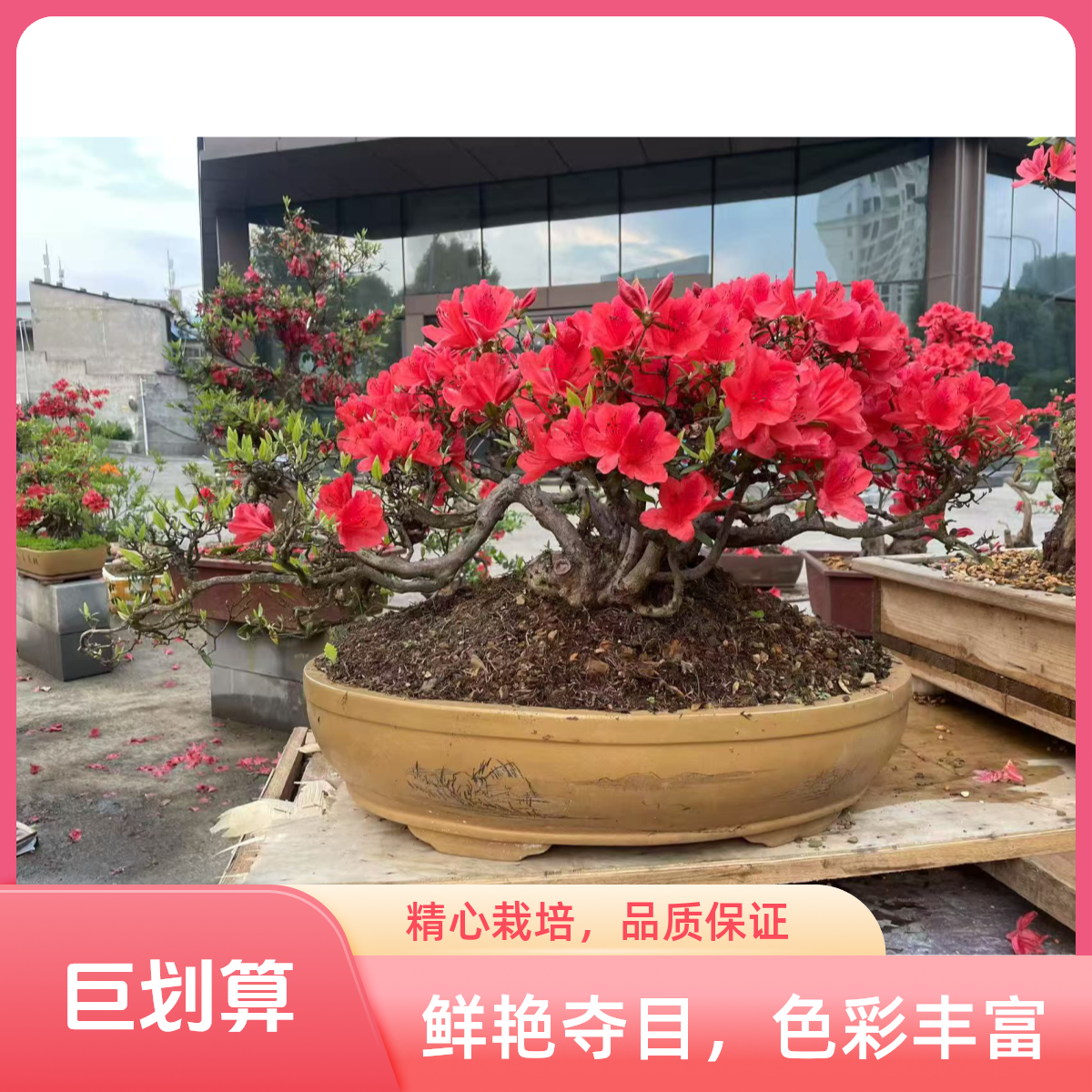 映山红老桩盆栽四季开花好养易活室内外庭院阳台盆景花卉