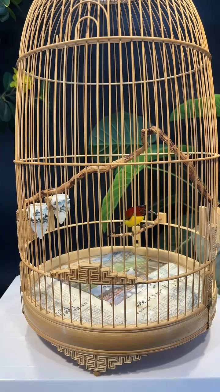 5号蓝喉精品老竹笼