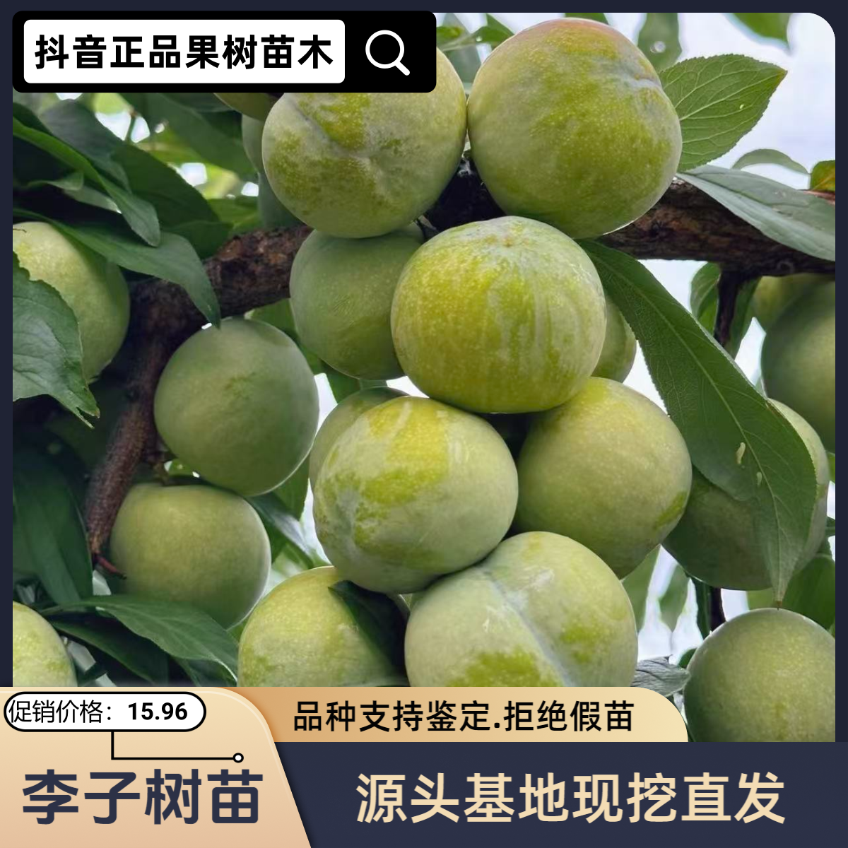 蜂糖李子树苗南北方庭院地栽阳台盆栽种植耐寒易活果树苗李子苗