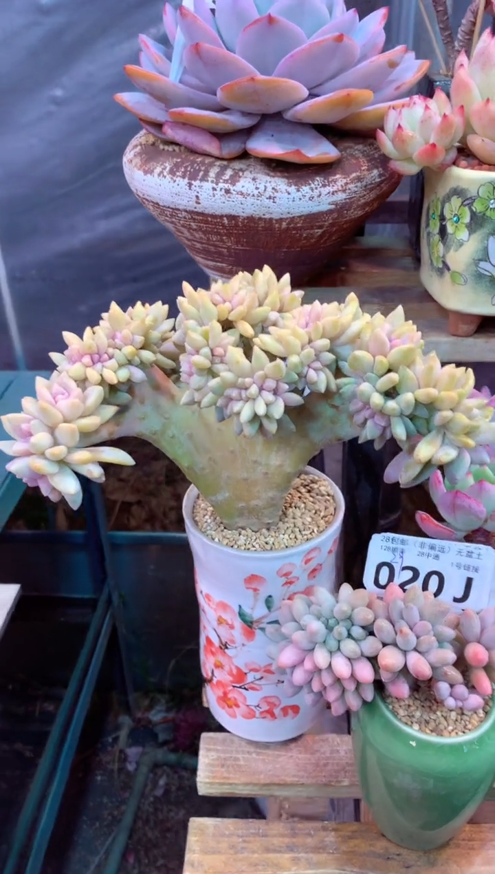 019J（一物一拍，精品多肉，w所见即所得 ）