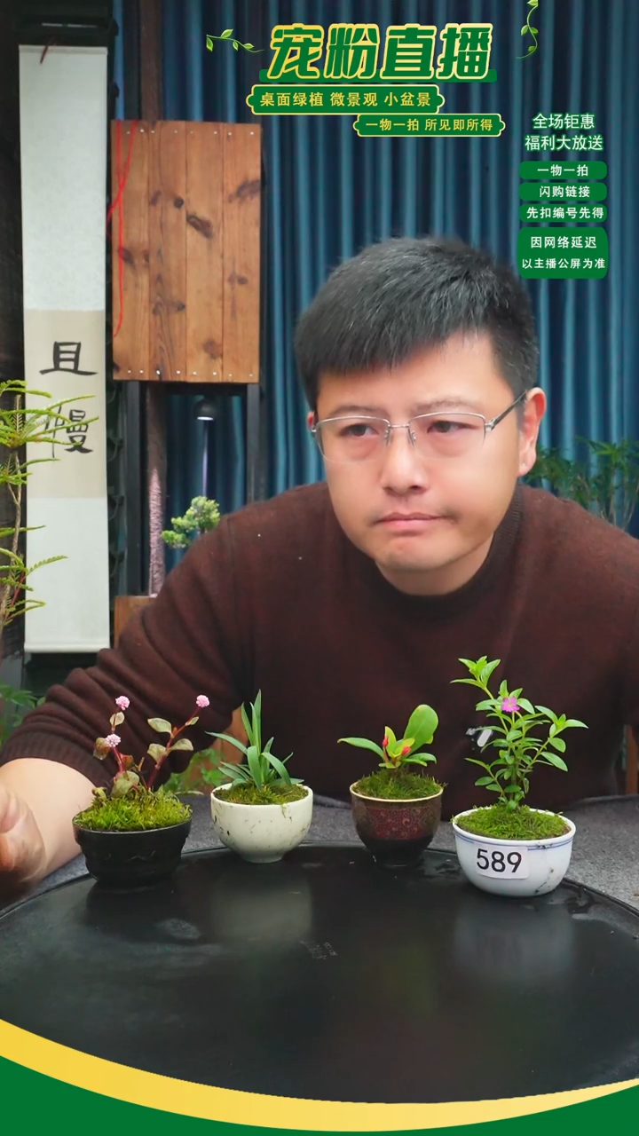 无花朵多*苔藓微景观589号