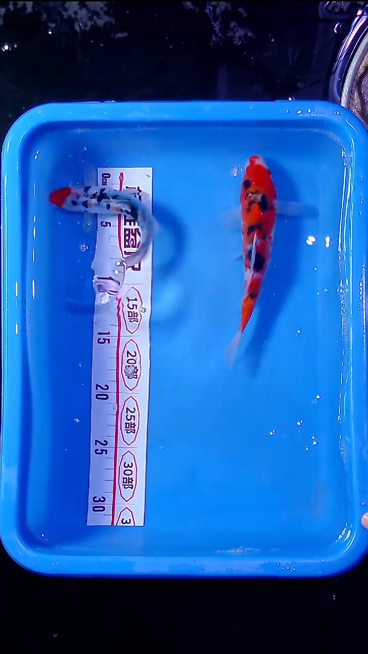 锦鲤锦鲤直播间菁选 对版发货 37