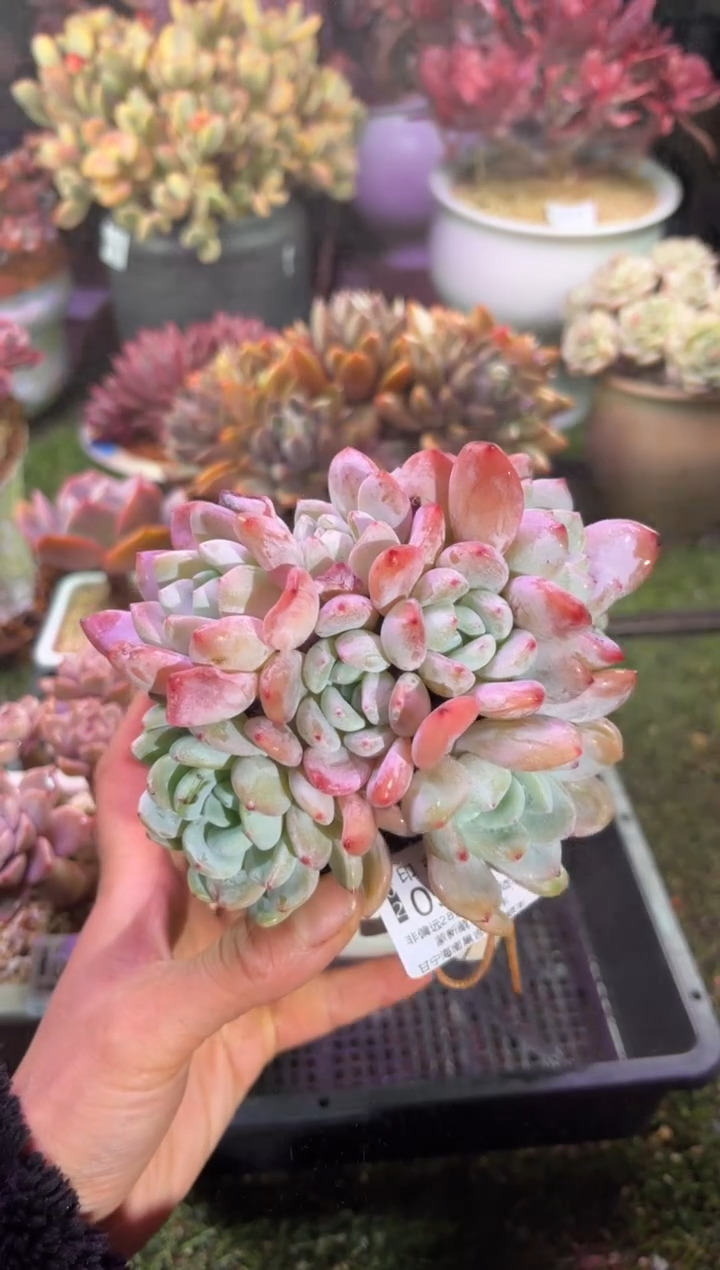 【闪购商品】03761脱土带盆