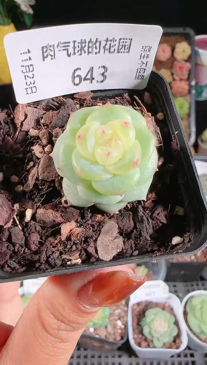 1123-643灵雨群生不包整