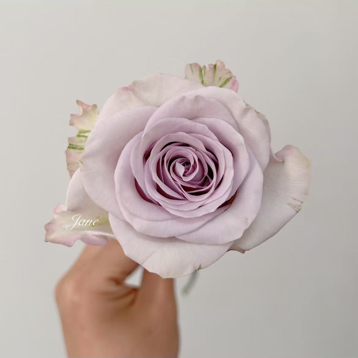 大渔丽江鲜花，海洋之心玫瑰，枝枝到底（30把包邮）