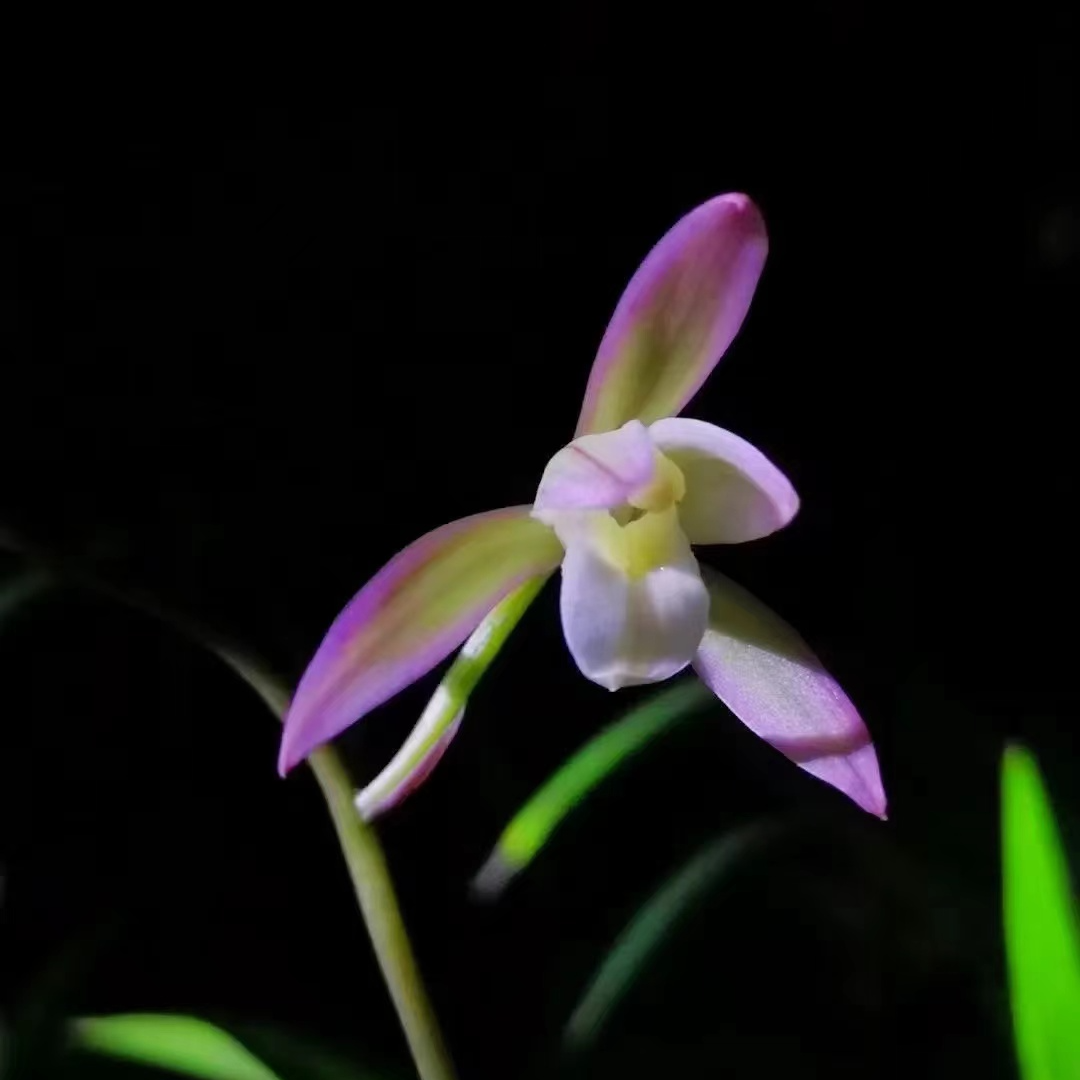 正品精品国兰 直播一物一拍 四季开花 净化空气