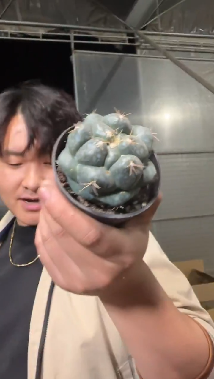 象牙 巨象【带根】